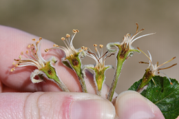 Coupe de fleur de pommier : dégât de gel